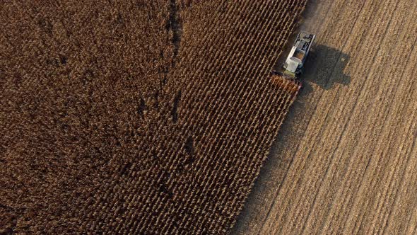 Aerial Drone View Flight Over Combine Harvester That Reaps Dry Corn in Field alt
