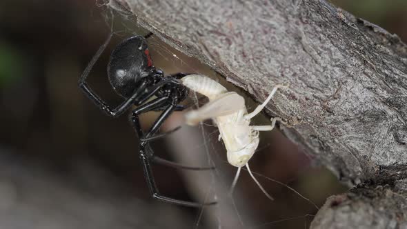 Black Widow Spider with grasshopper stuck in its web alt