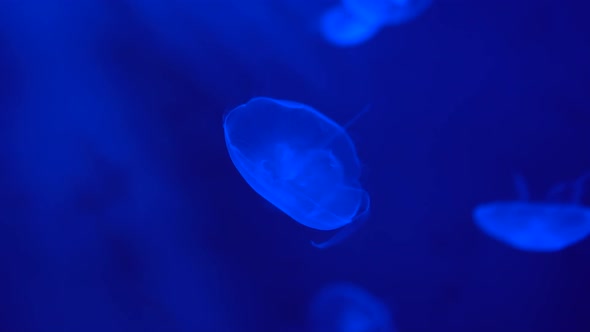 Group of Moon Jellyfish Moving Slow in Blue Depth, Underwater World in Neon Light  alt