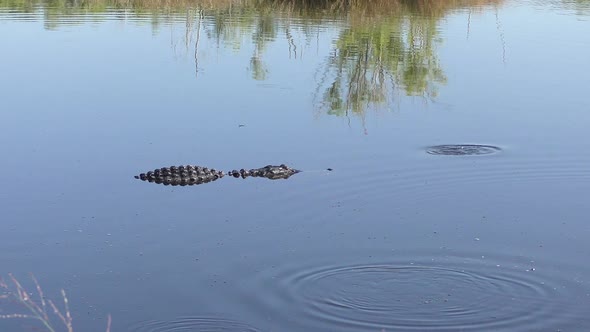 Fish Jumping Around A Large Alligator