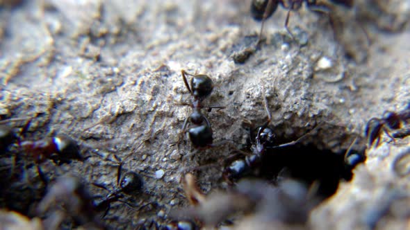 Animal Insect Ants On The Soil Ground 2