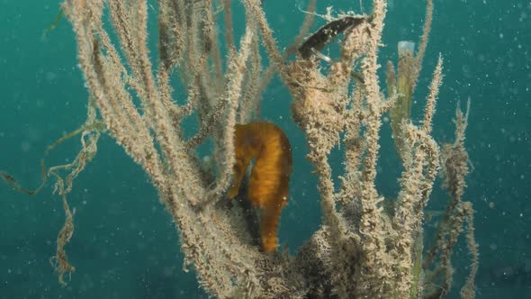 A lone yellow Seahorse hides from predatory fish in a soft coral marine plant below the ocean surfac alt
