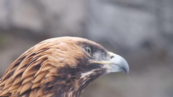 Slow Motion Bird Portrait