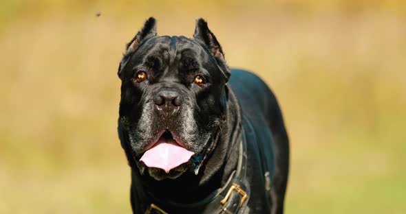 Black Cane Corso Dog Wears In Special Clothes Go Towards Camera alt