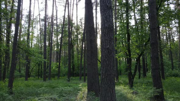 Summer Forest with Pine Trees Slow Motion alt