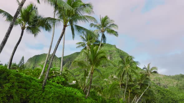 Coconut Palm Trees Bottom Top View Wild Kauai Nature on Sunny Hawaii Island alt