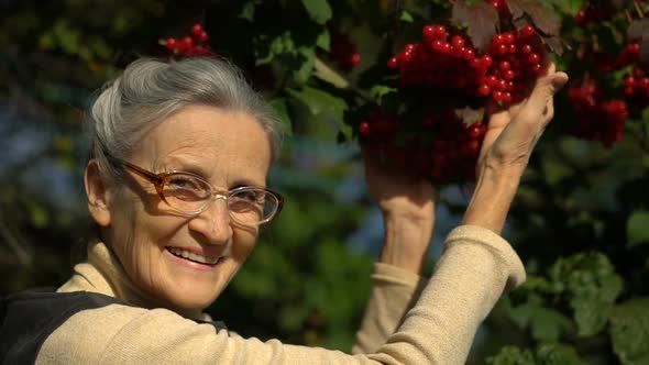 Happy Beautiful Senior Woman is Holding Red Berries of Guelder Rose or Viburnum and Showing Them in alt