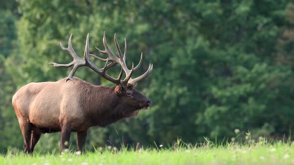 Huge Bull Elk Video Clip in 4k  alt