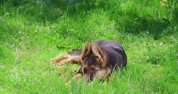 Cute Black and Brown Puppy Sniffing Grass at Park alt