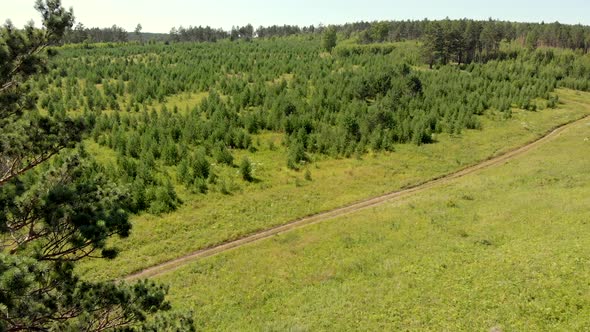Ground Road Located Between Green Pine Trees and Meadow