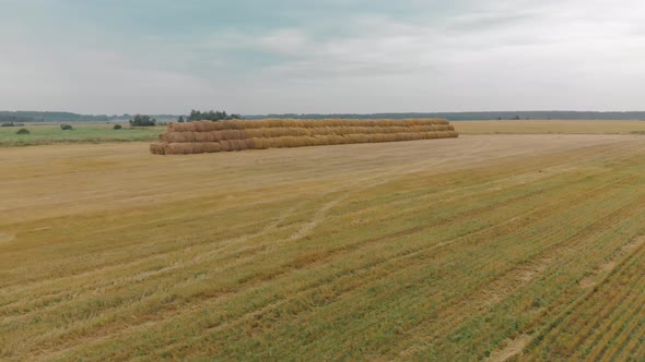 Agricultural Field with Stacked Straw Bales After Harvesting of the Crops alt