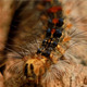 Hairy Caterpillar - VideoHive Item for Sale