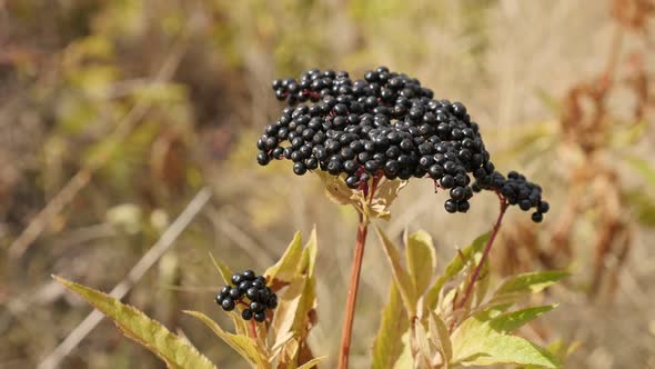 Slow motion  of Sambucus ebulus  close-up 1080p FullHD footage - Danewort herbaceous elder plant sha alt