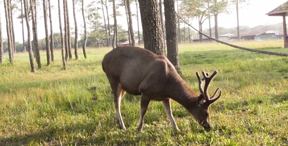 Deer Feeding In The Meadow