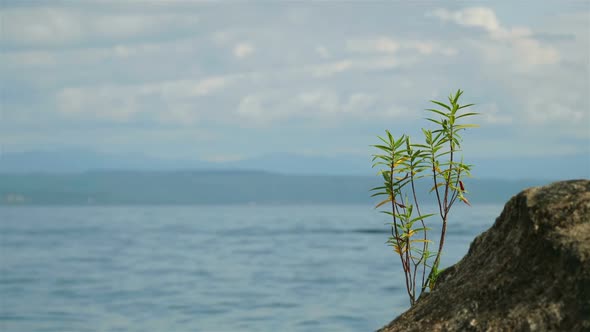 Small Plant on Rock in the Foreground of a Lake With Mountains alt