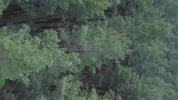 Vertical Video of Green Pine Forest By Day Aerial View alt