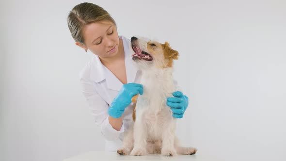 A doctor in a white coat and blue gloves combs a Jack Russell Terrier on a table alt