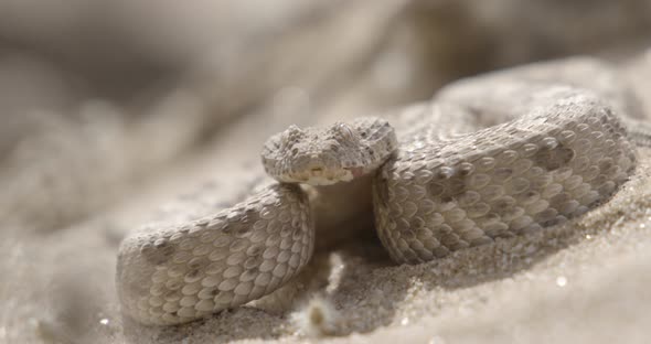 Sidewinder Snake and It's Tongue