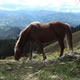 Horse in the Mountain 3 Horse in the Mountain 3 - VideoHive Item for Sale