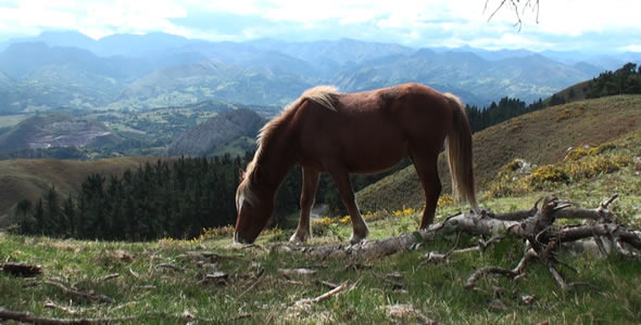 Horse in the Mountain 3