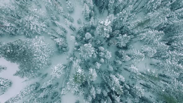 Frozen Winter Forest Deeply Covered with Snow on Moody Overcast Cloudy Winter alt