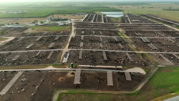 Descending aerial reveals huge expanse at cattle feedlot in USA. Meat production industry. alt
