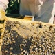 Beekeeper Examining Nucleus Hive Frame with Honey - VideoHive Item for Sale