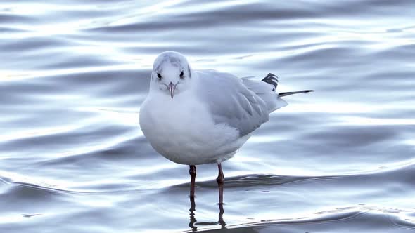Close up, Wild Grey Headed Hooded Gull Standing On Calm Water and Shaking Head. Chroicocephalus cirr alt