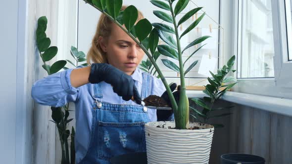 Gardener Woman Transplants Indoor Plants and Use a Shovel on Table alt