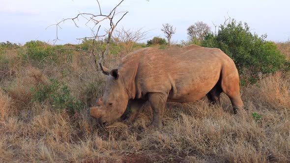 Dehorned White Rhino eats roadside grasses on Thanda Private Reserve alt