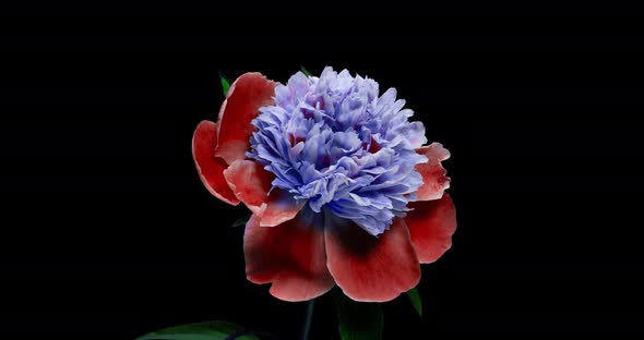 Beautiful Blue Peony Background. Blooming Peony Flower Open, Time Lapse  UHD Video Timelapse alt