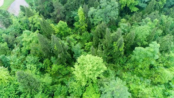 A Large Green Tree in a Forest alt