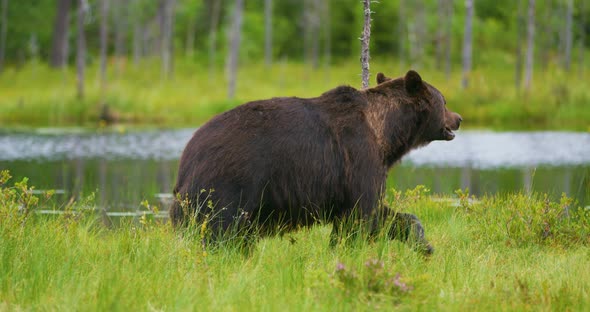 Big Adult Brown Bear Walking in the Forest