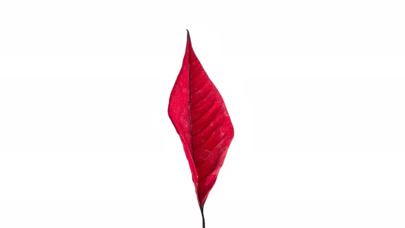 Red Leaf Drying and Taking a Bow