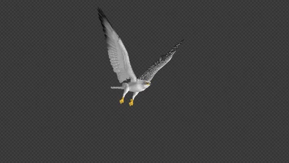 Arctic Gyrfalcon - 4K Flying Loop - Front Angle