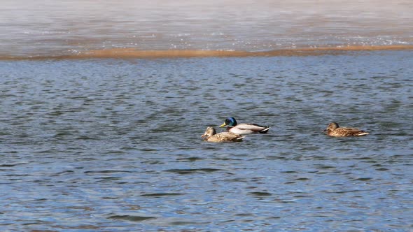 Ducks Swim on Lake Close Up 