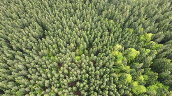 Spruce Forest. Slow Motion. Carpathian Mountains. Ukraine. Aerial. alt
