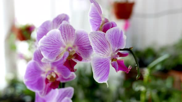 Fresh Phalaenopsis Orchid Flowers in a Flower Garden
