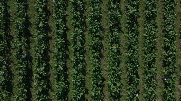 Aerial footage of a commercial banana plantation in Costa Rica. Drone with gimbal facing 90 degrees alt