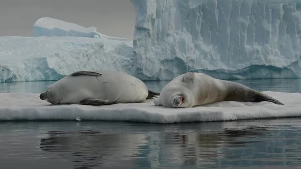 Crabeater Seals Lobodon Carcinophaga on Ice Floe in Plenau Bay Antarctic Peninsula Antarctica