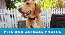 Pets and Domestic Animals Photos