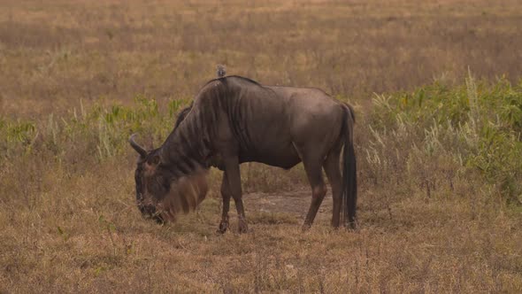 Wildebeest or gnu feeding with a bird on its back. Ngorongoro National Park, Tanzania. Africa 4K alt