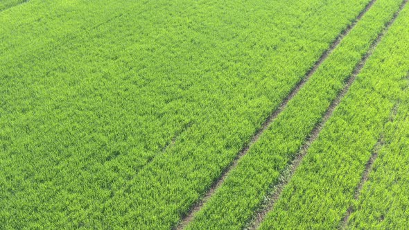 Tracks in green wheat field 4K drone video alt