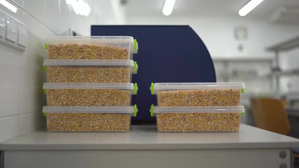 Laboratory Assistant Takes Plastic Boxes of Grain for Analysis in the Laboratory