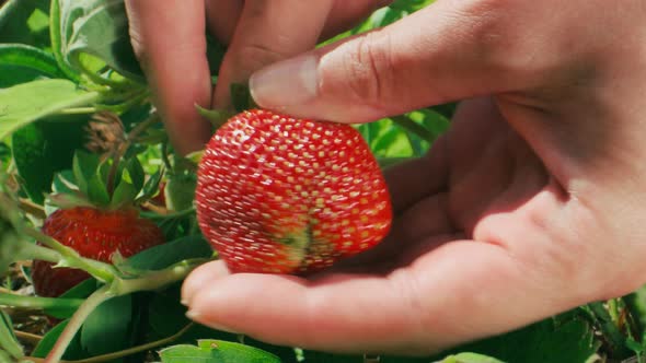 Farmer's hands picking organic strawberries from the bush close-up