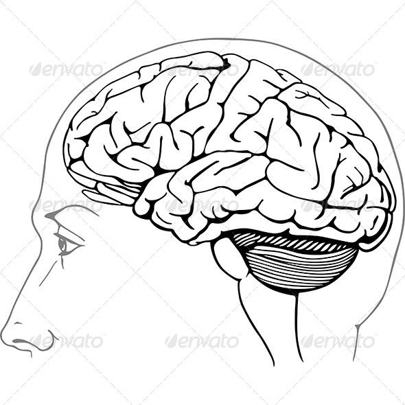 Human Brain - Health/Medicine Conceptual