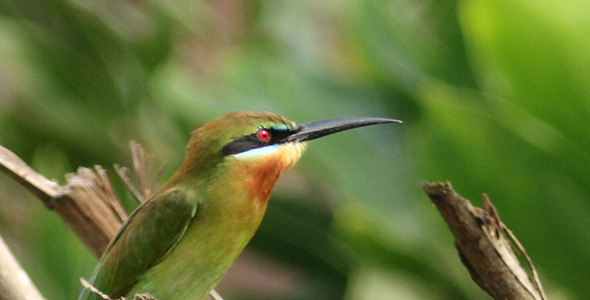 Blue Tailed Bee Eater Close-Up