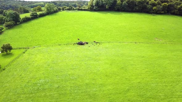 Aerial footage of cows in a bright green field alt