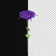 Purple Rose - VideoHive Item for Sale