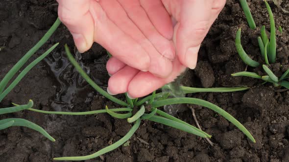 Close-up, Young Green Onions, Sprouted From the Soil in the Garden, Is Watered From Hands, Palms alt